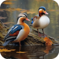 鸭鸭的世界app手机版